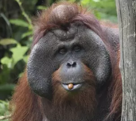 Descriptive alt text